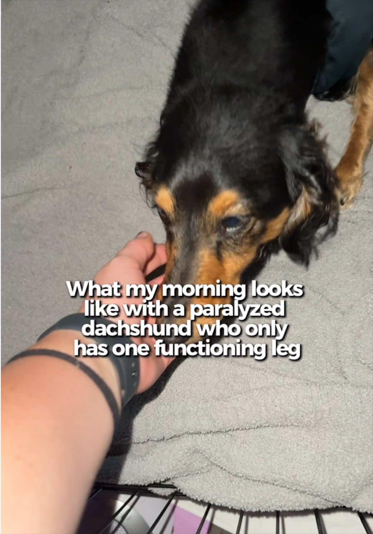 @Henry the mini dachshund