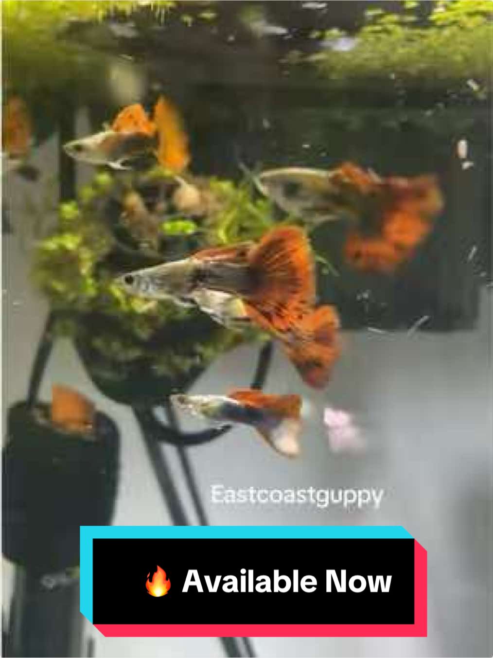 @eastcoastguppy