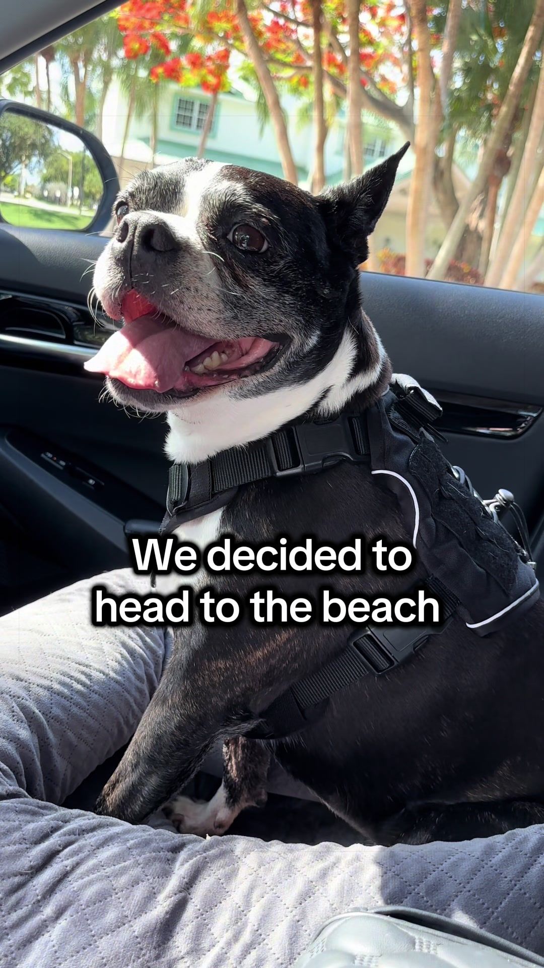 @mybffisabostonterrier