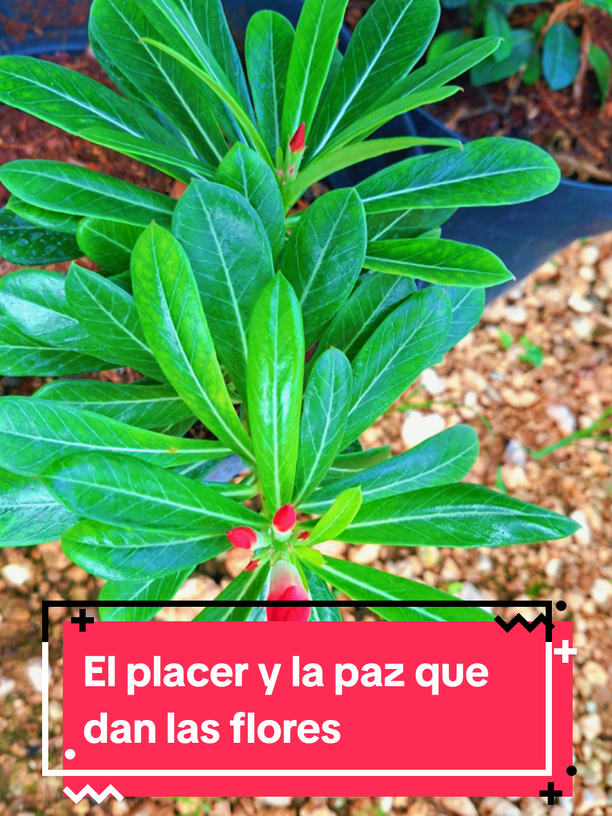 @vvdiasdplaya