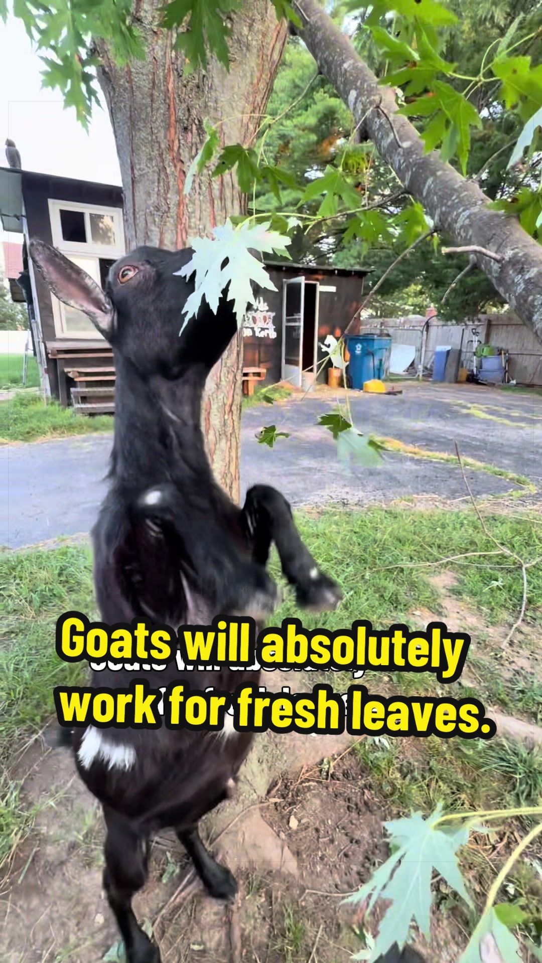 @KidsOnKerth 🐐 Hannah 💀🎃👻