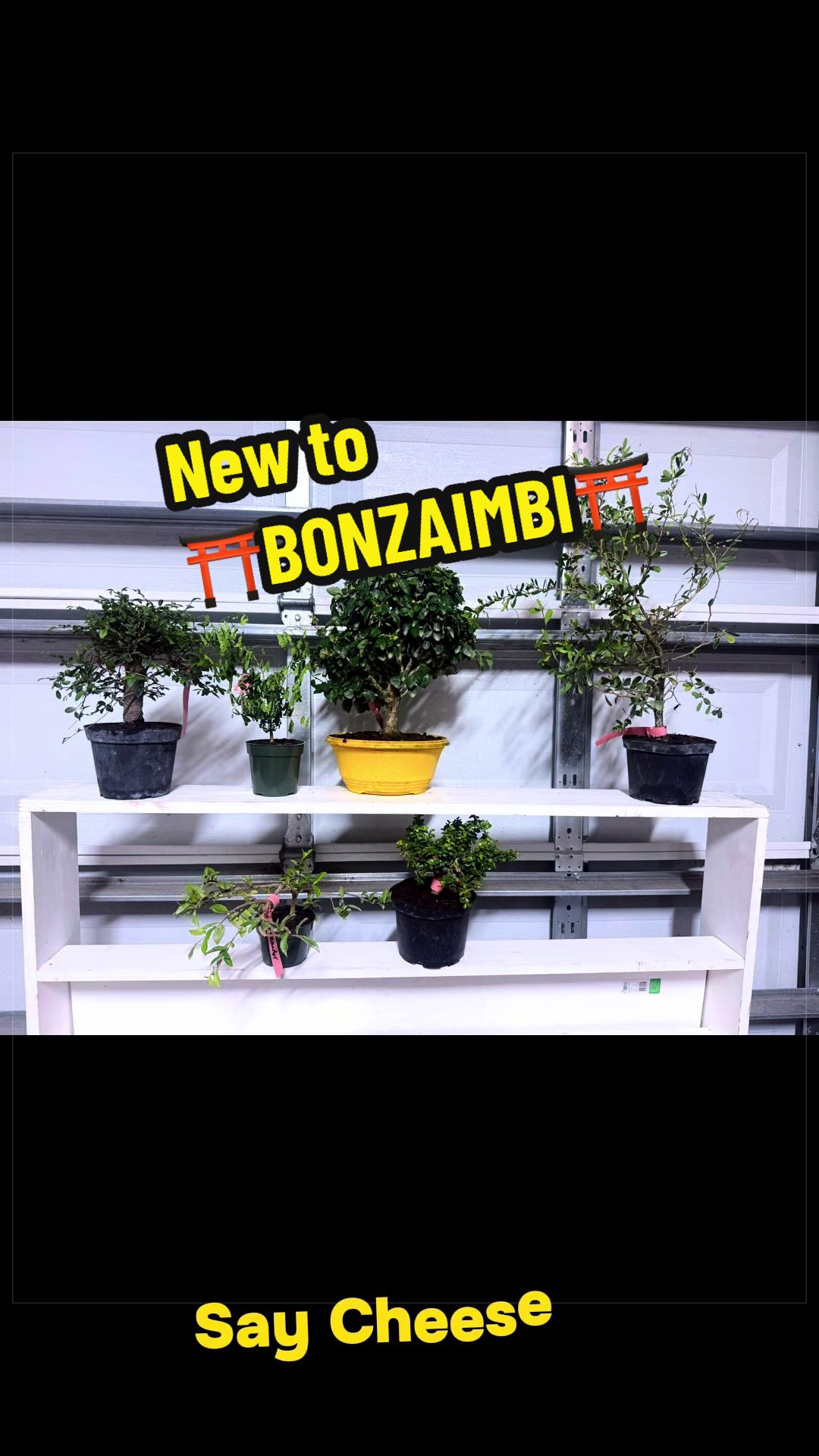 @BONZÁIMBI™️⛩️