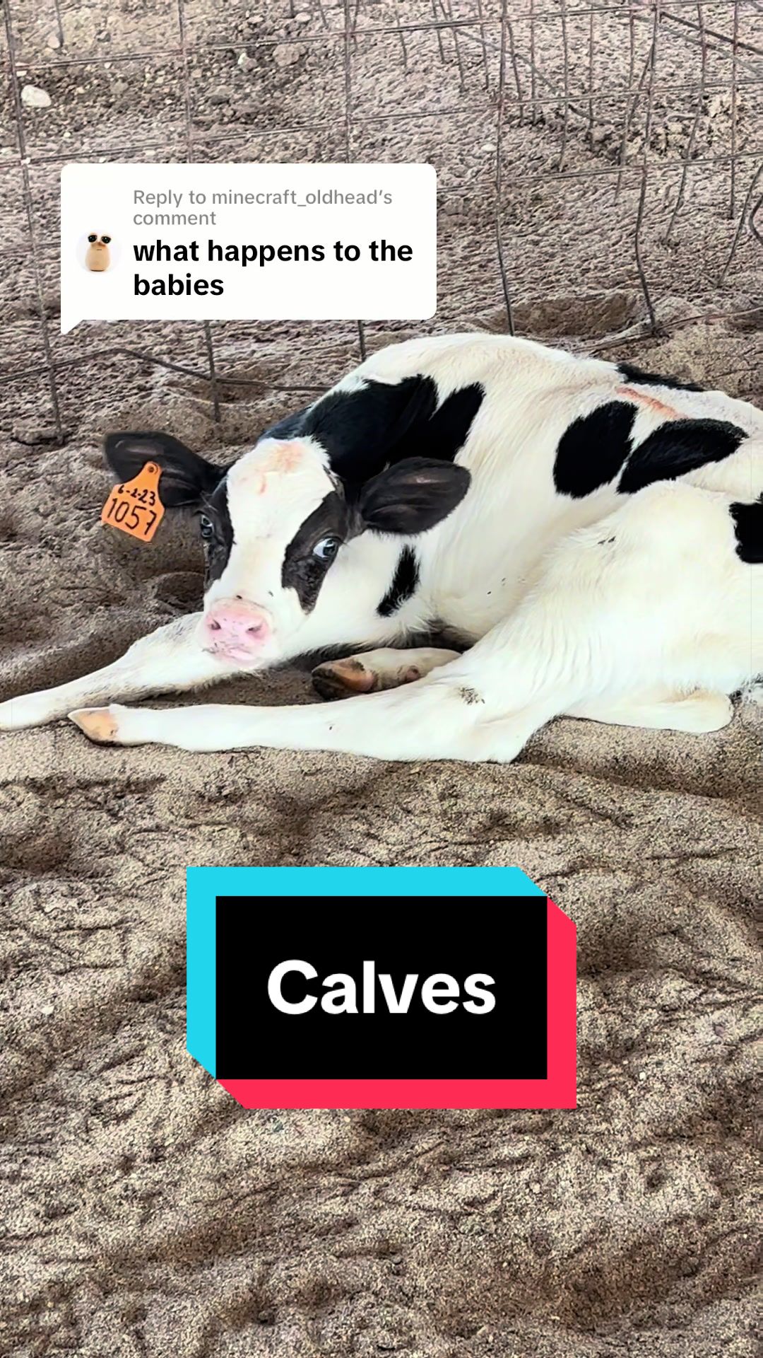 @Dairy Vet Dr. Michelle
