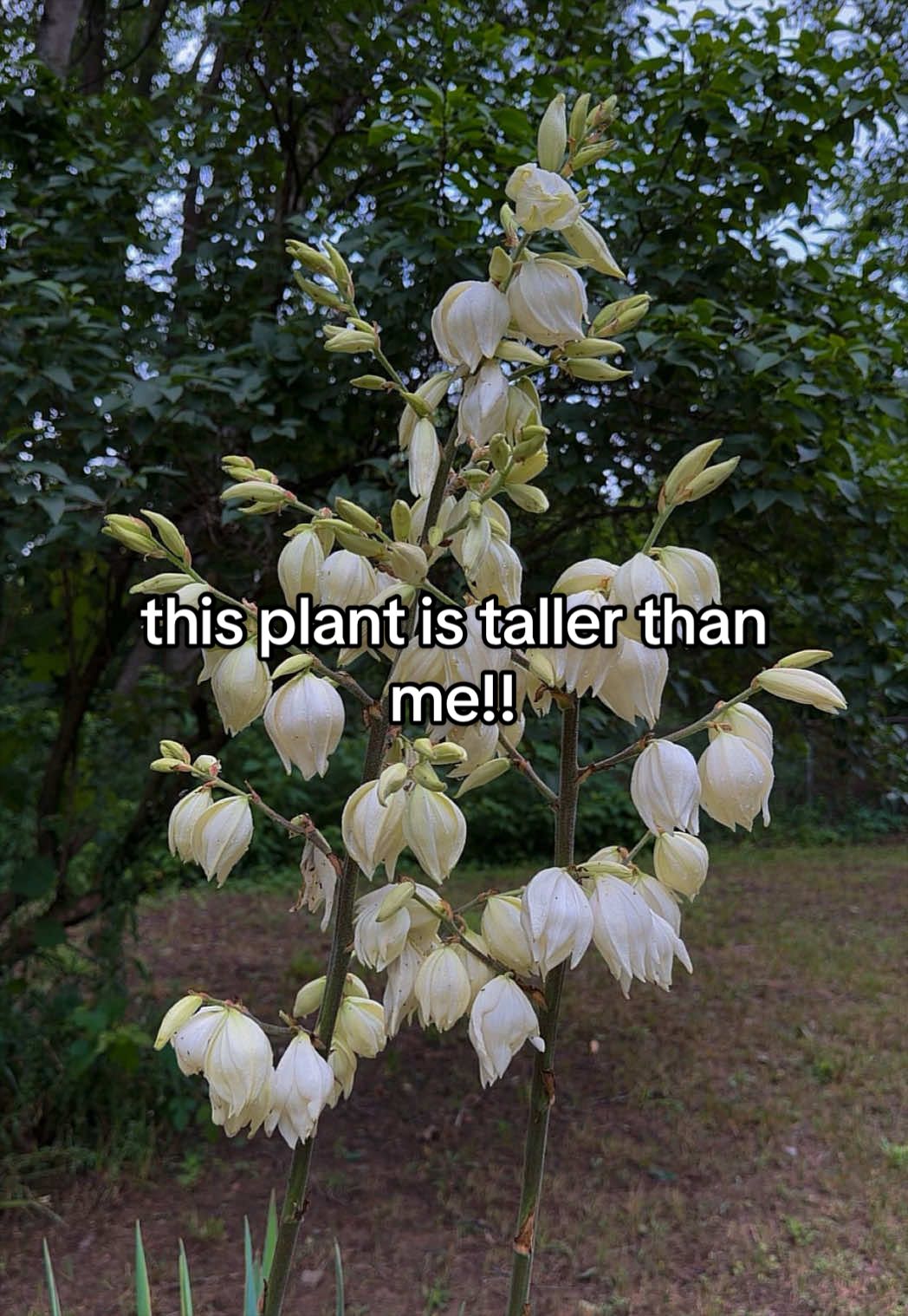 @L. Peach
