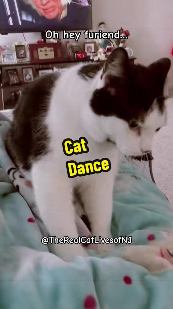 @🐾Therealcatlivesofnj 🐾