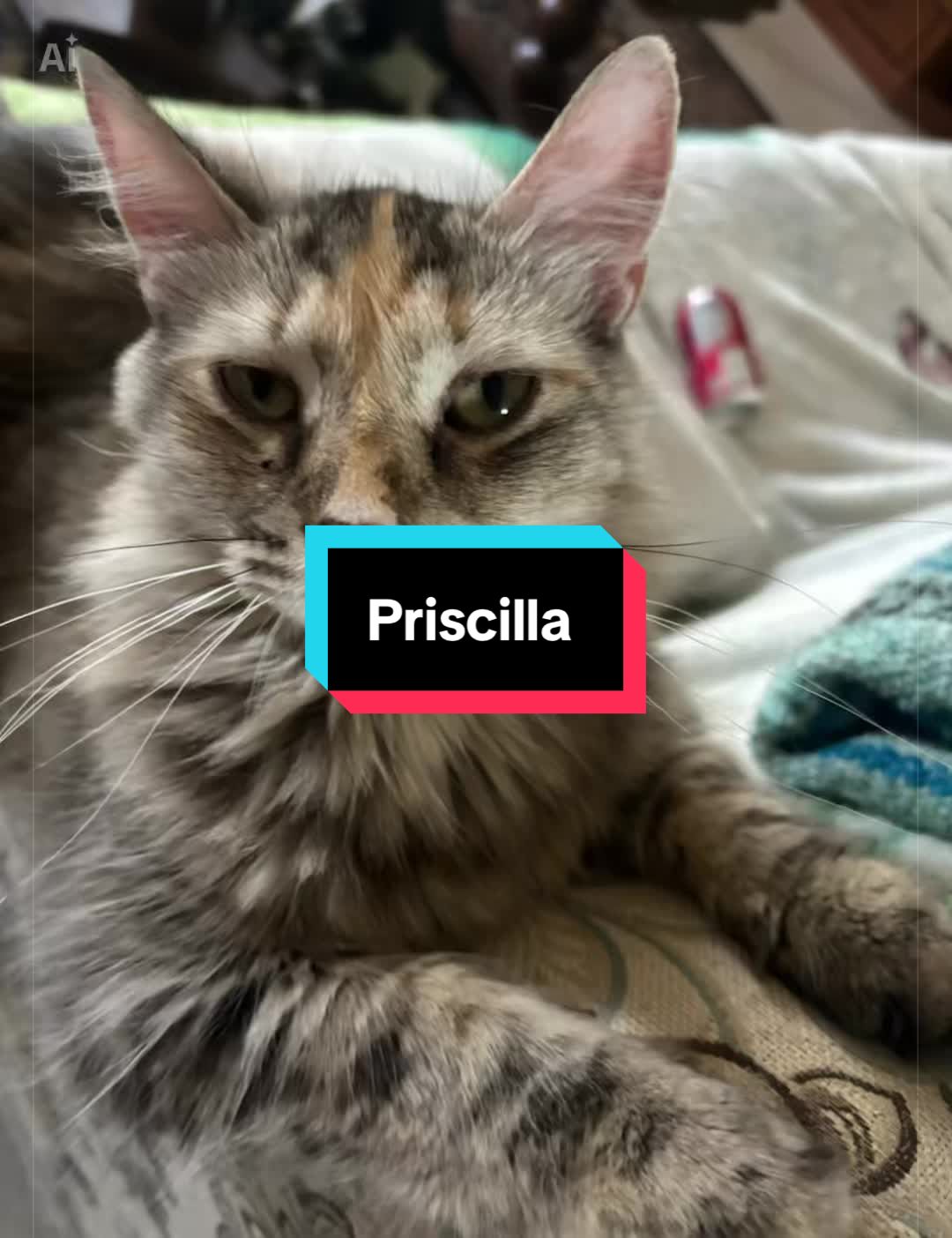 @catlover313official