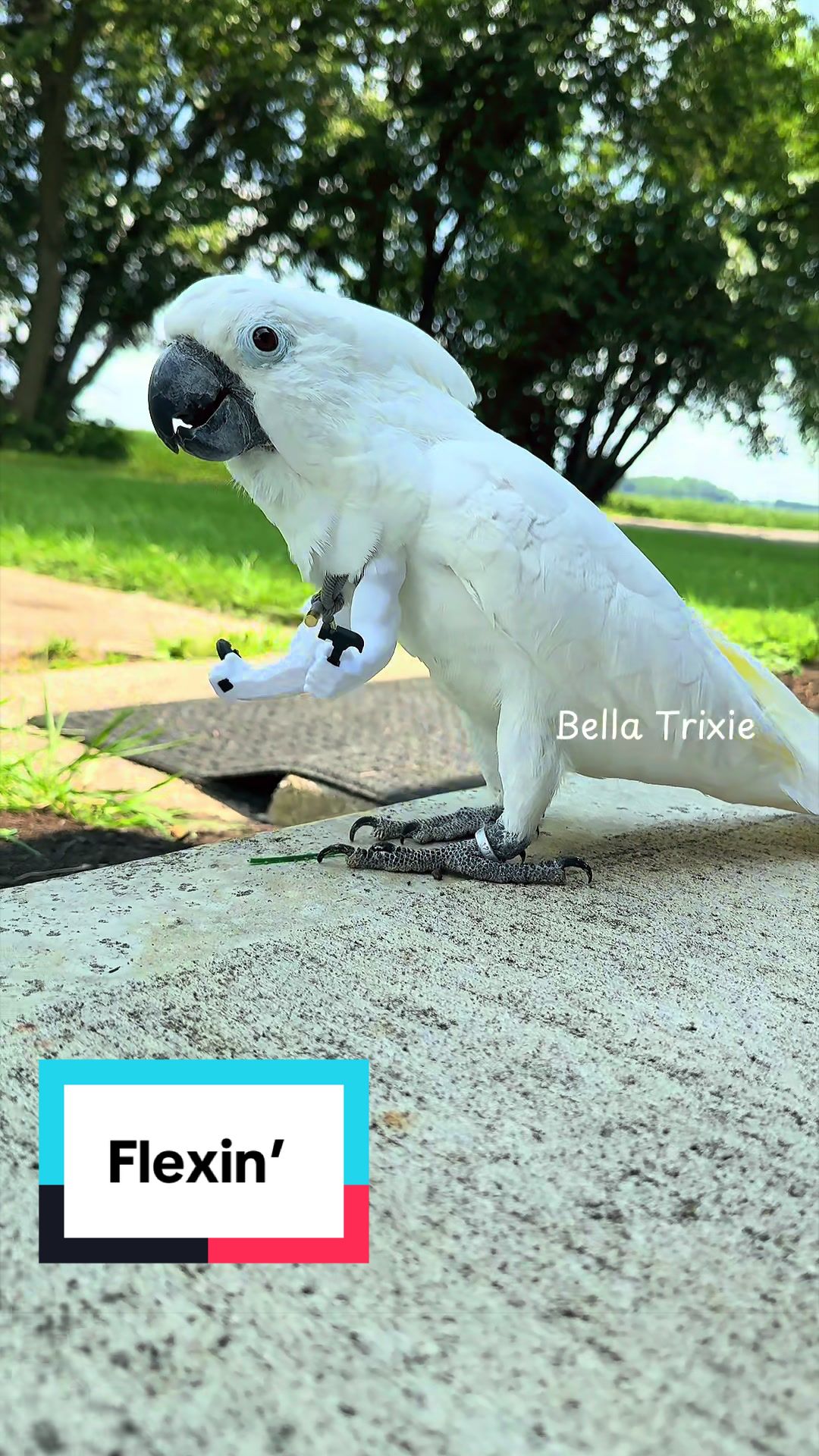 @bella_trixie_unleashed