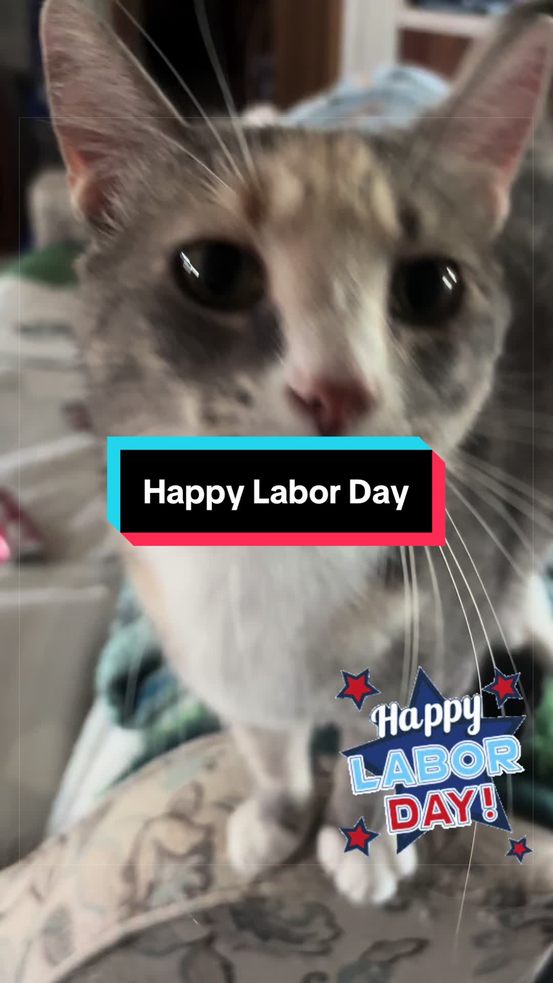 @catlover313official