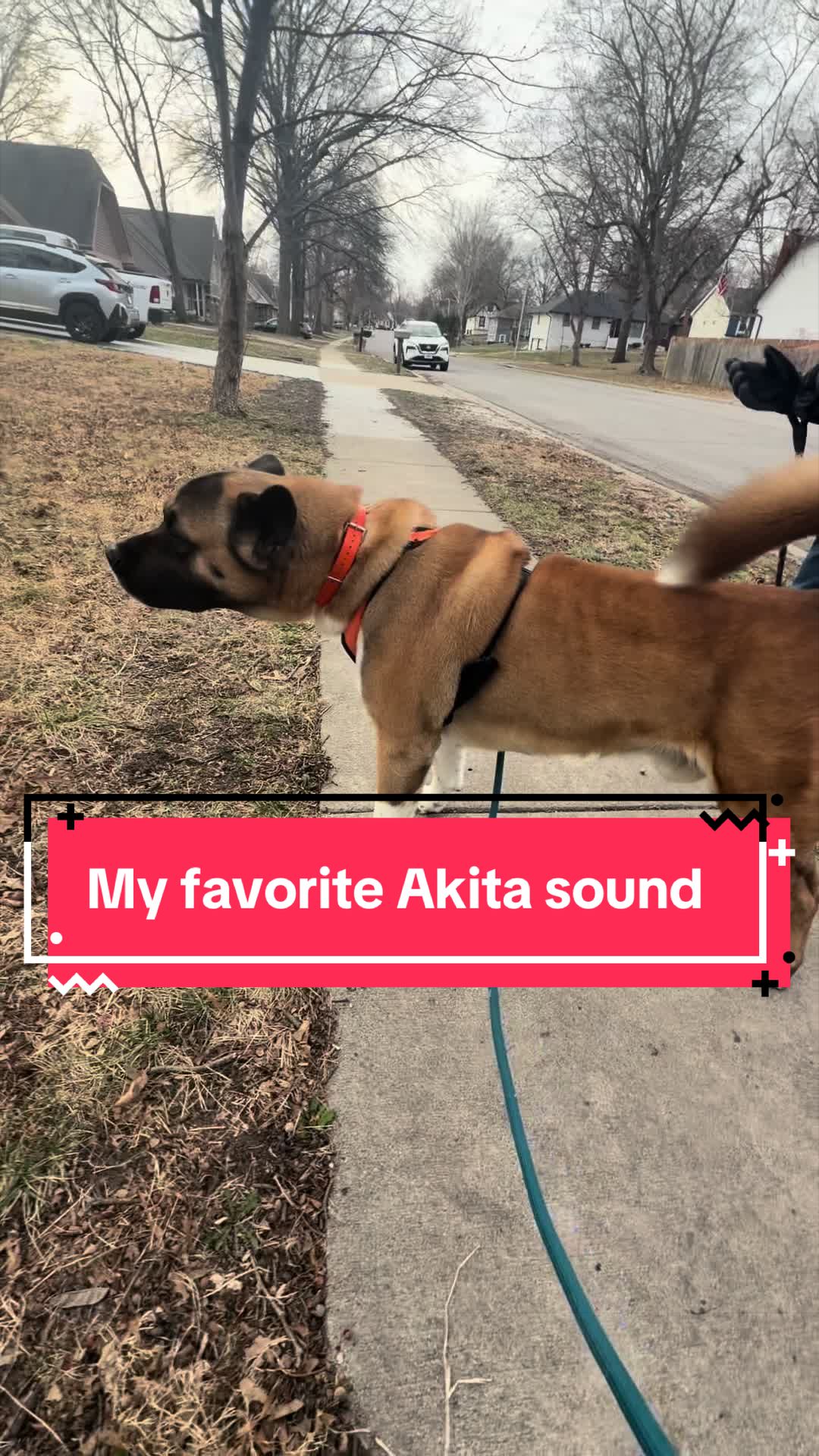 @Akita Brothers
