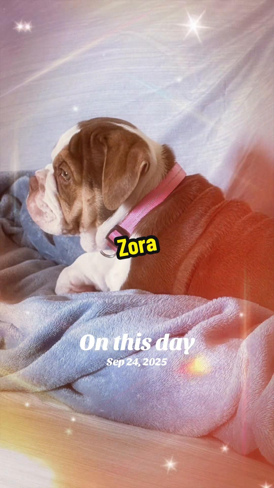 @Zora the bulldog