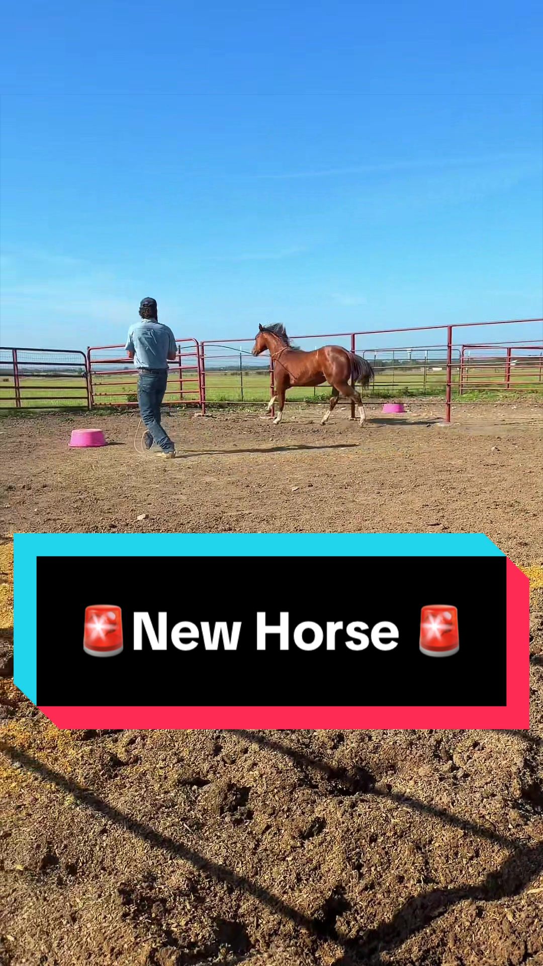 @WS Horses