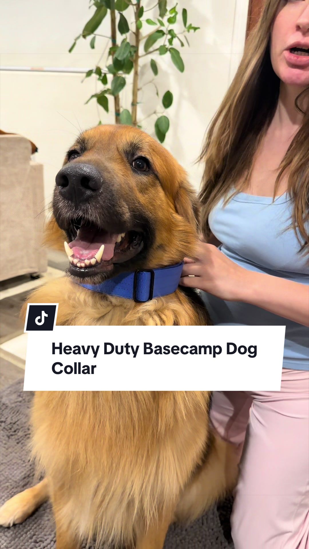 @lifewithgoldenshepherds