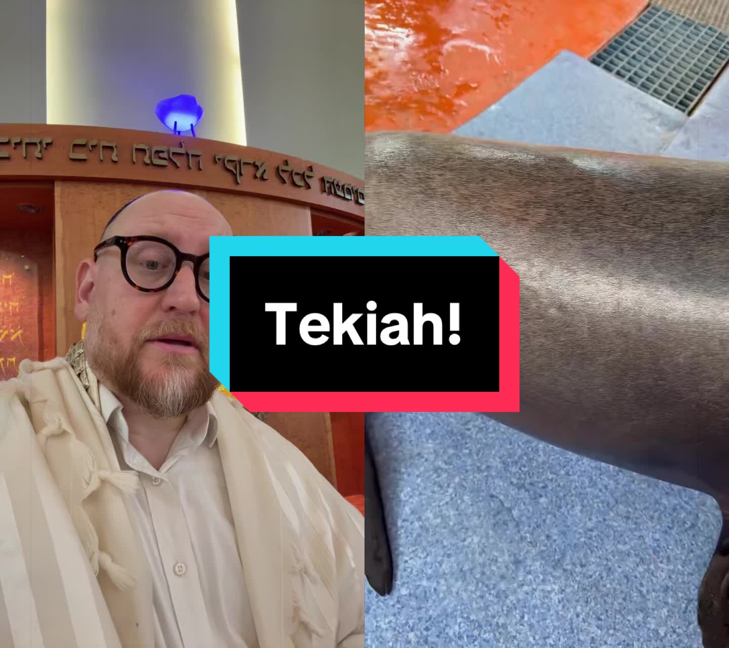@Rabbi Seth Goldstein