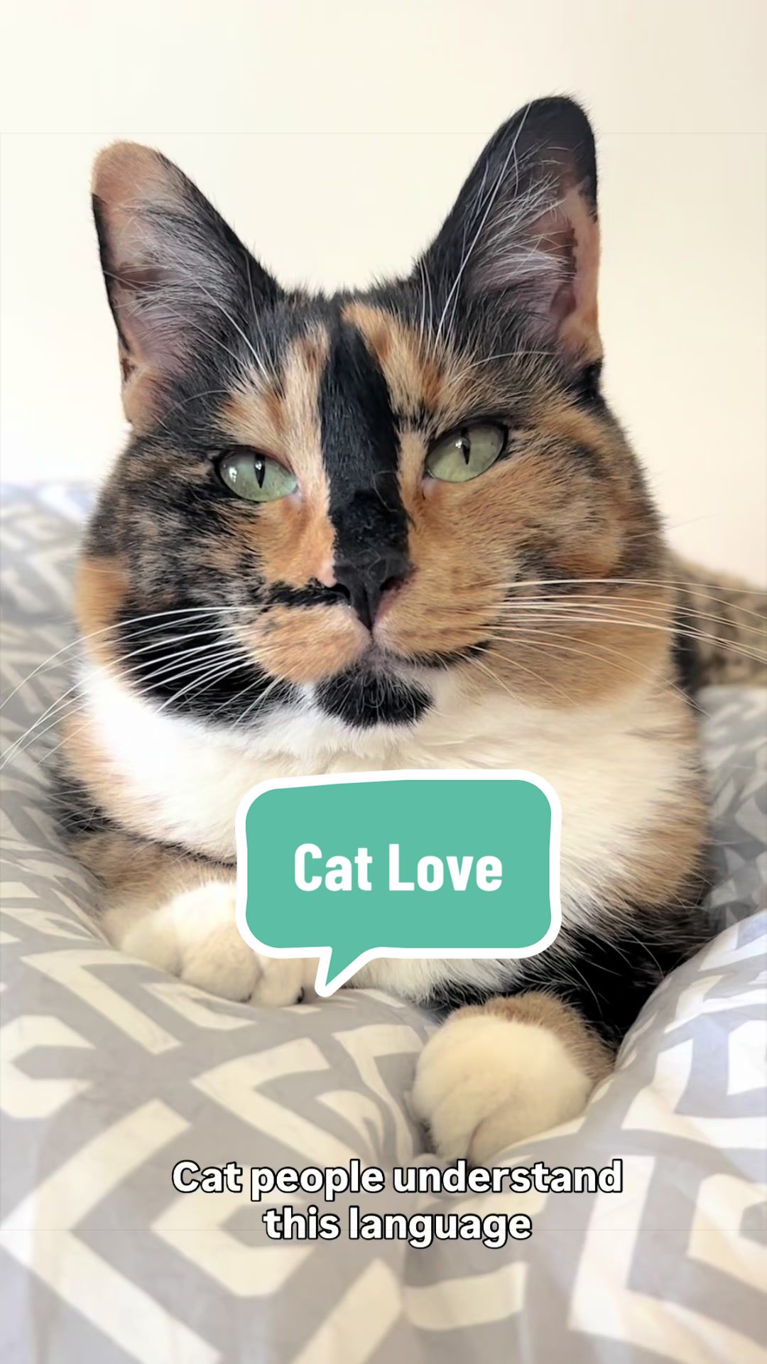 @SnickersTheSmilingCat