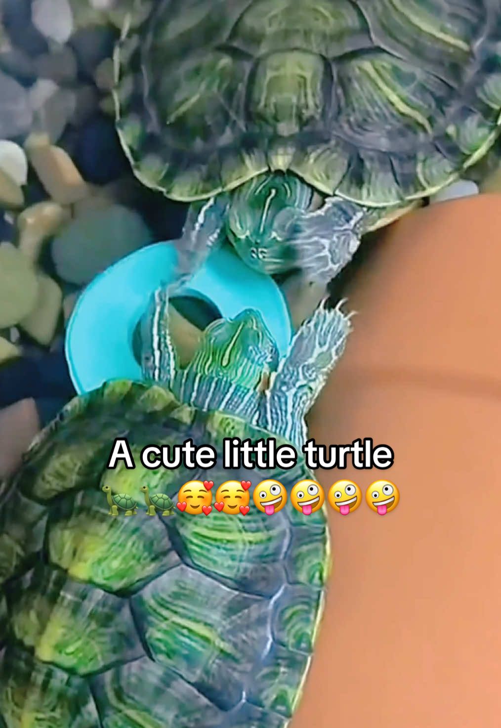 @Mr. Turtle