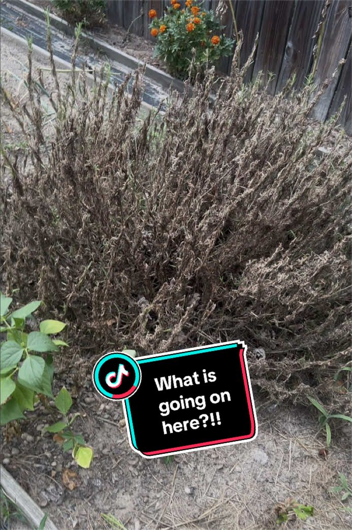@Gardening4ME