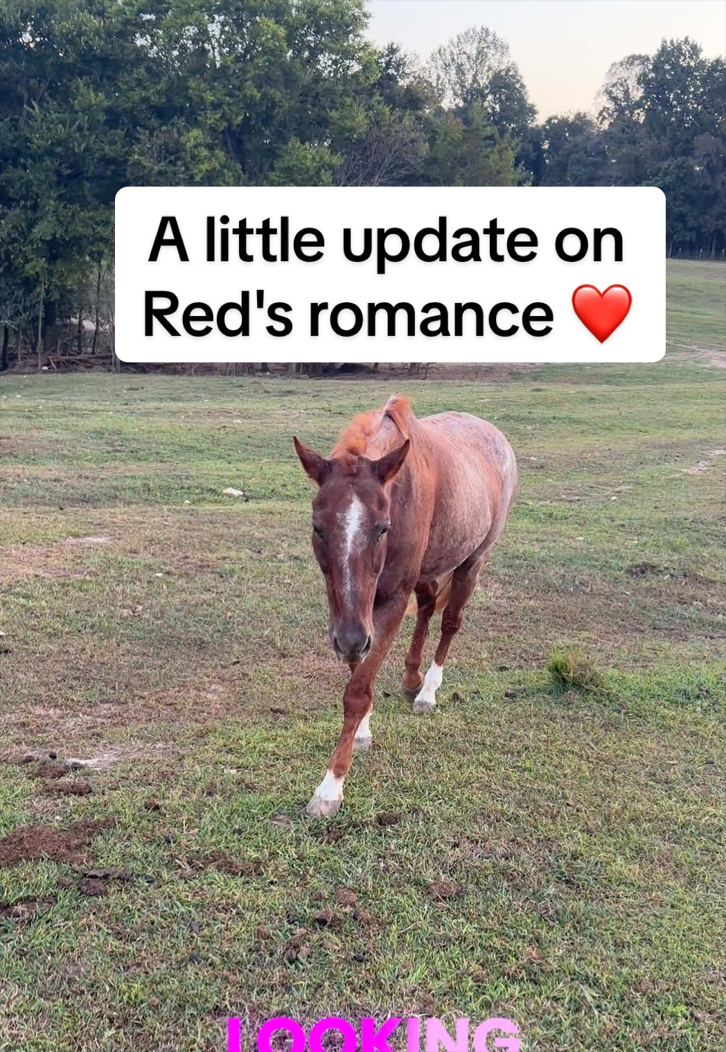 @Our Simple Homestead