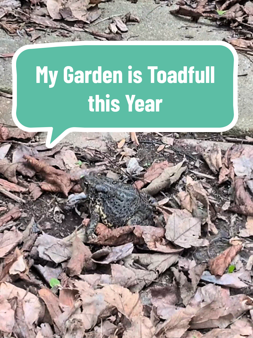 @The Plantiful Gardener