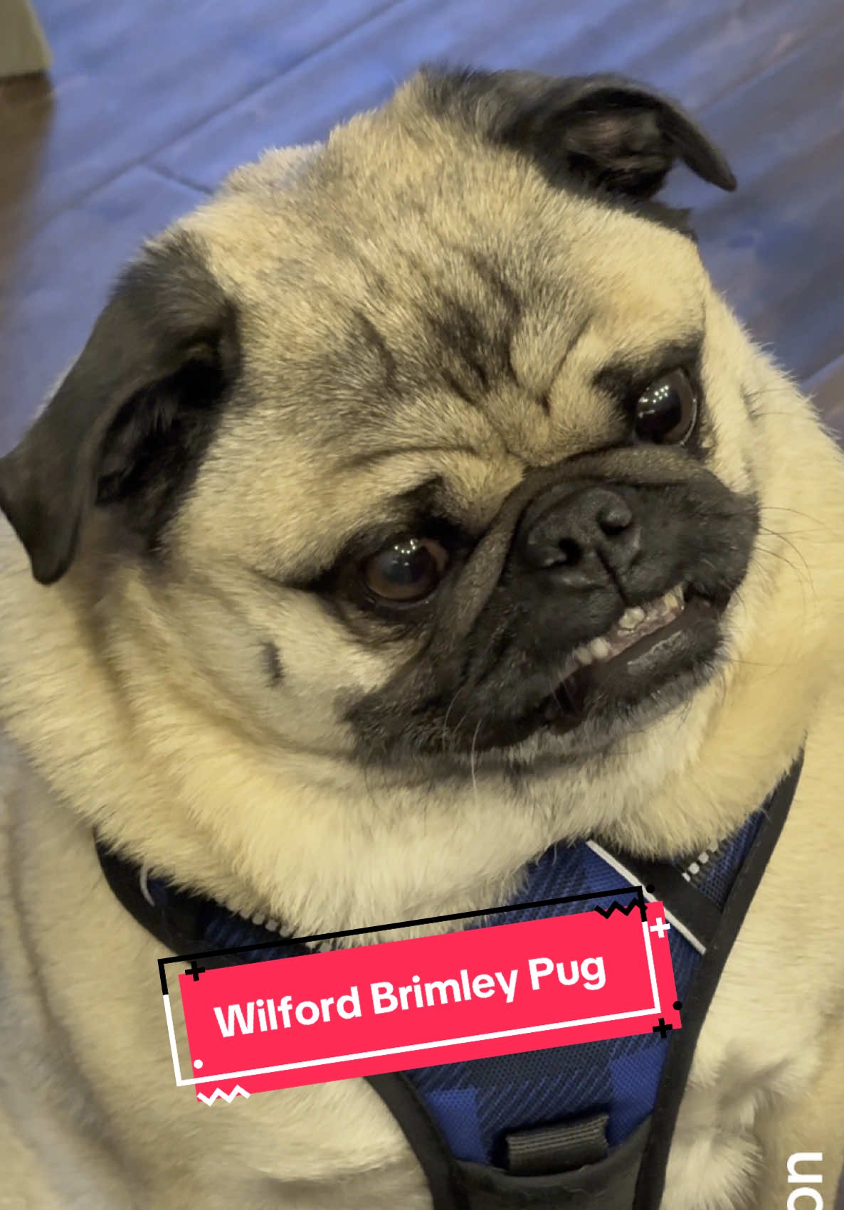 @Winston the Pug