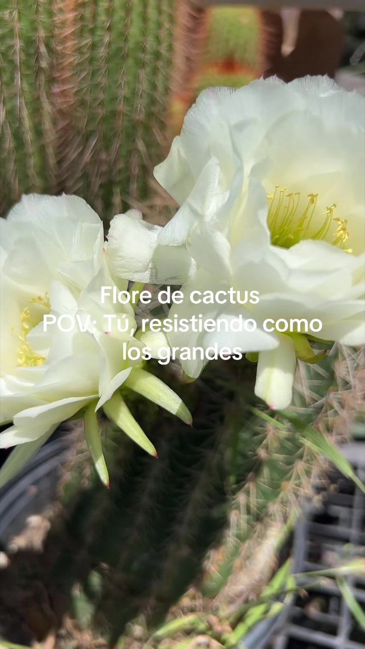 @Maria succulents 🕊️🐚