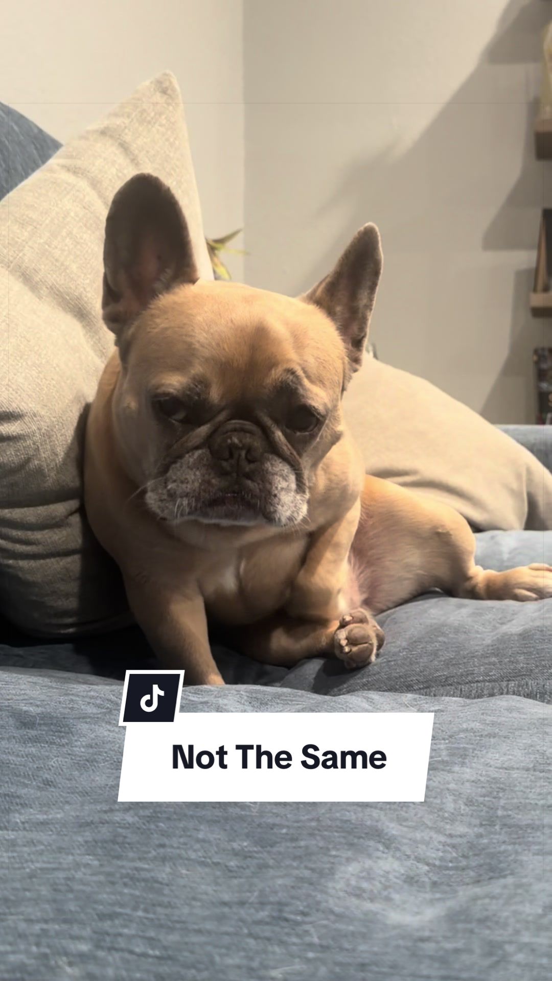 @Somefrenchienamedapollo
