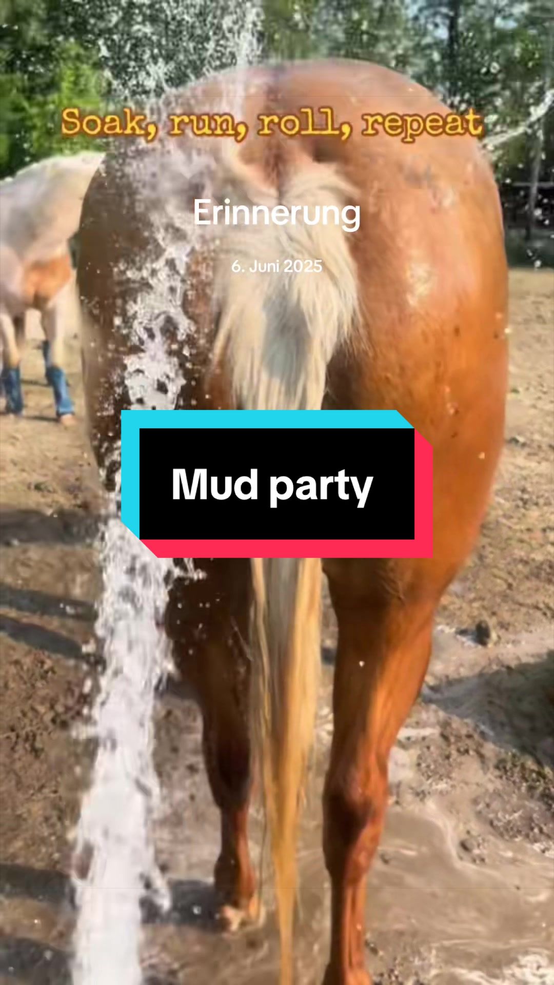 @Sandra&rsquo;s pale herd 🐴