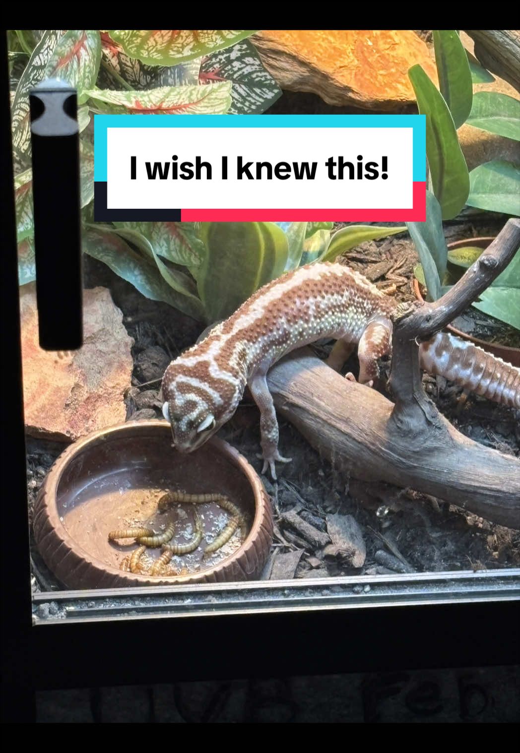@Megan 🦎 🐈