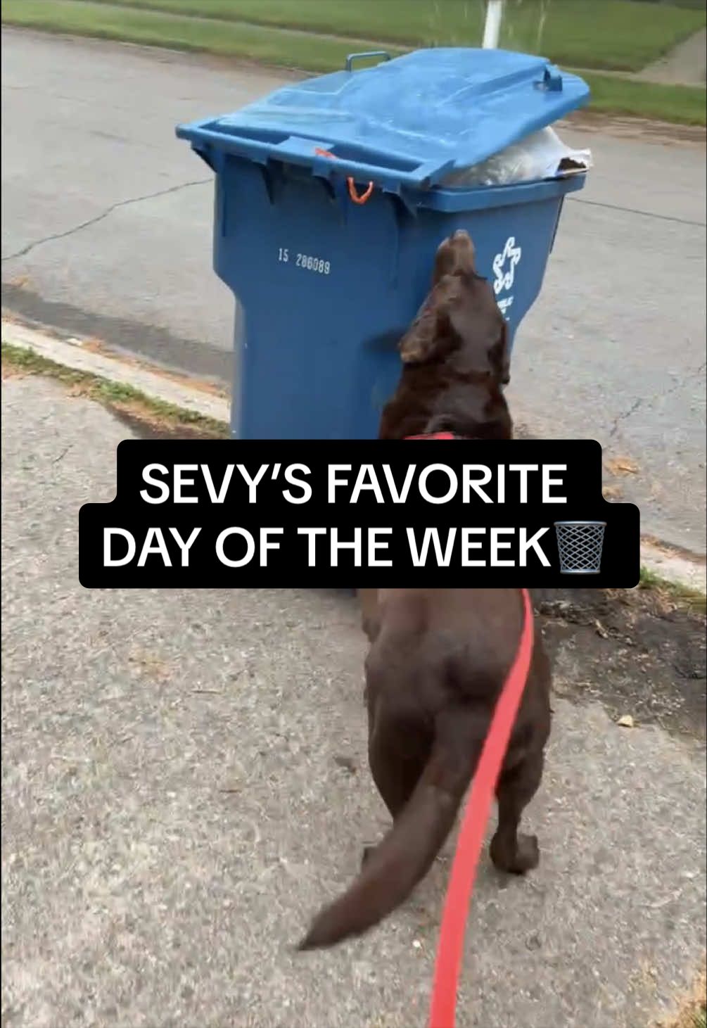 @Sevy and Gus 🐾