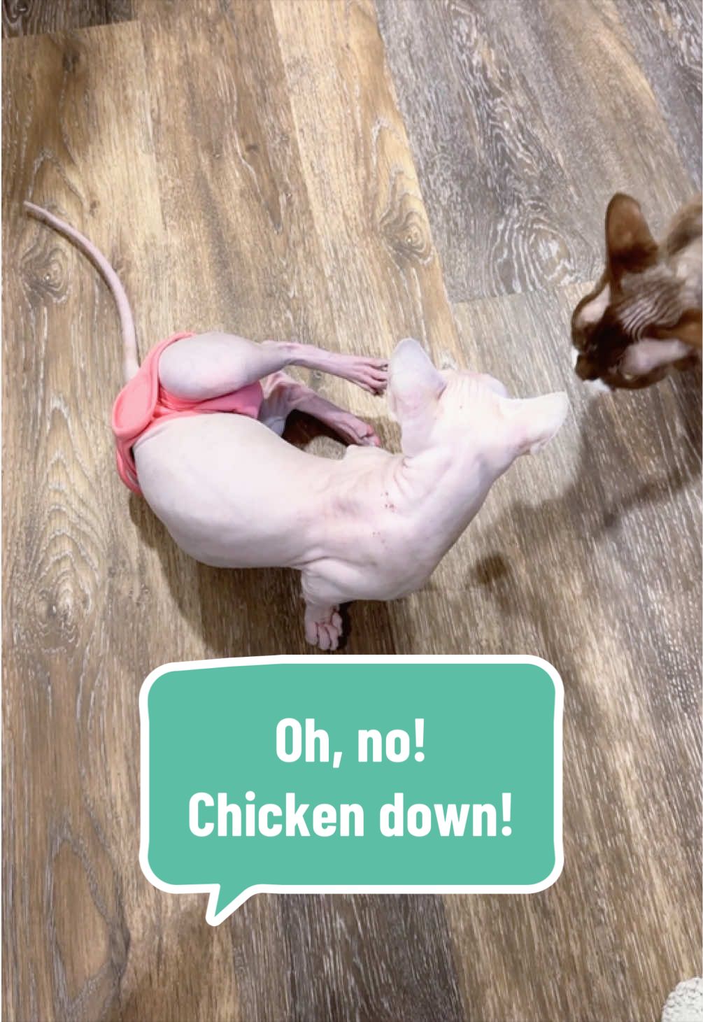 @Boba&rsquo;s Buds Minskin Cats