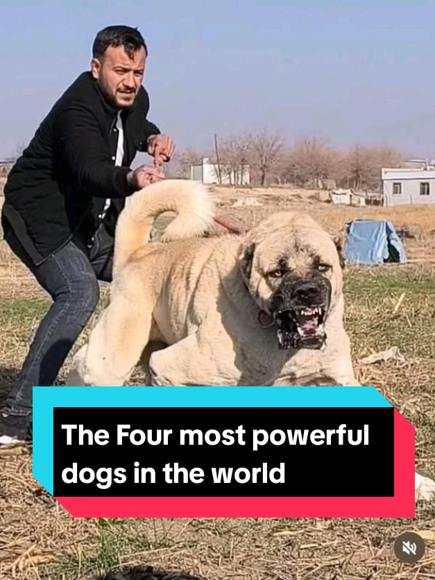 @The pet post