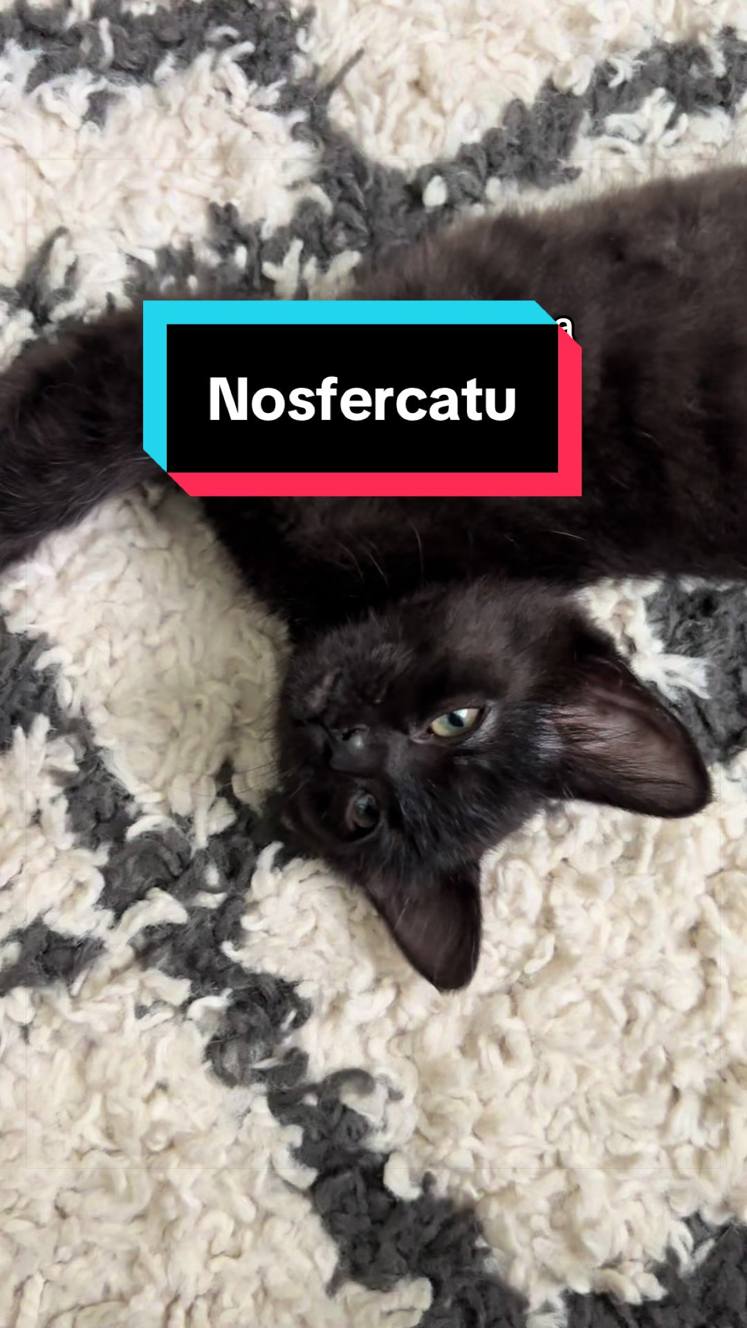 @Christina | Cat Rescue 🐾