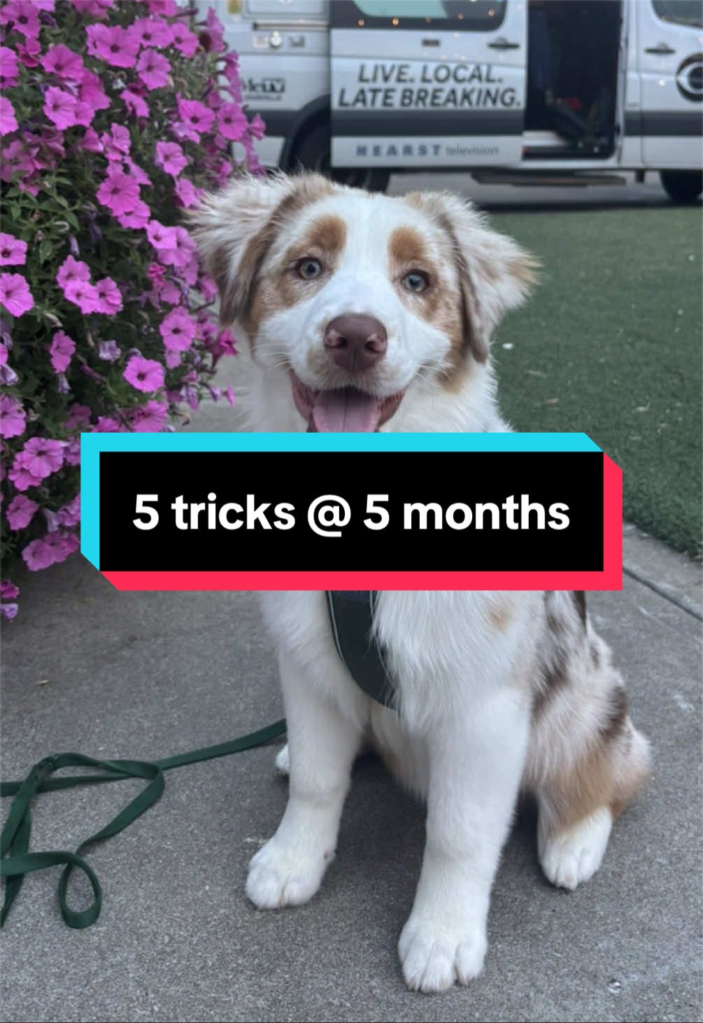 @Beck | Kentucky Dog Trainer