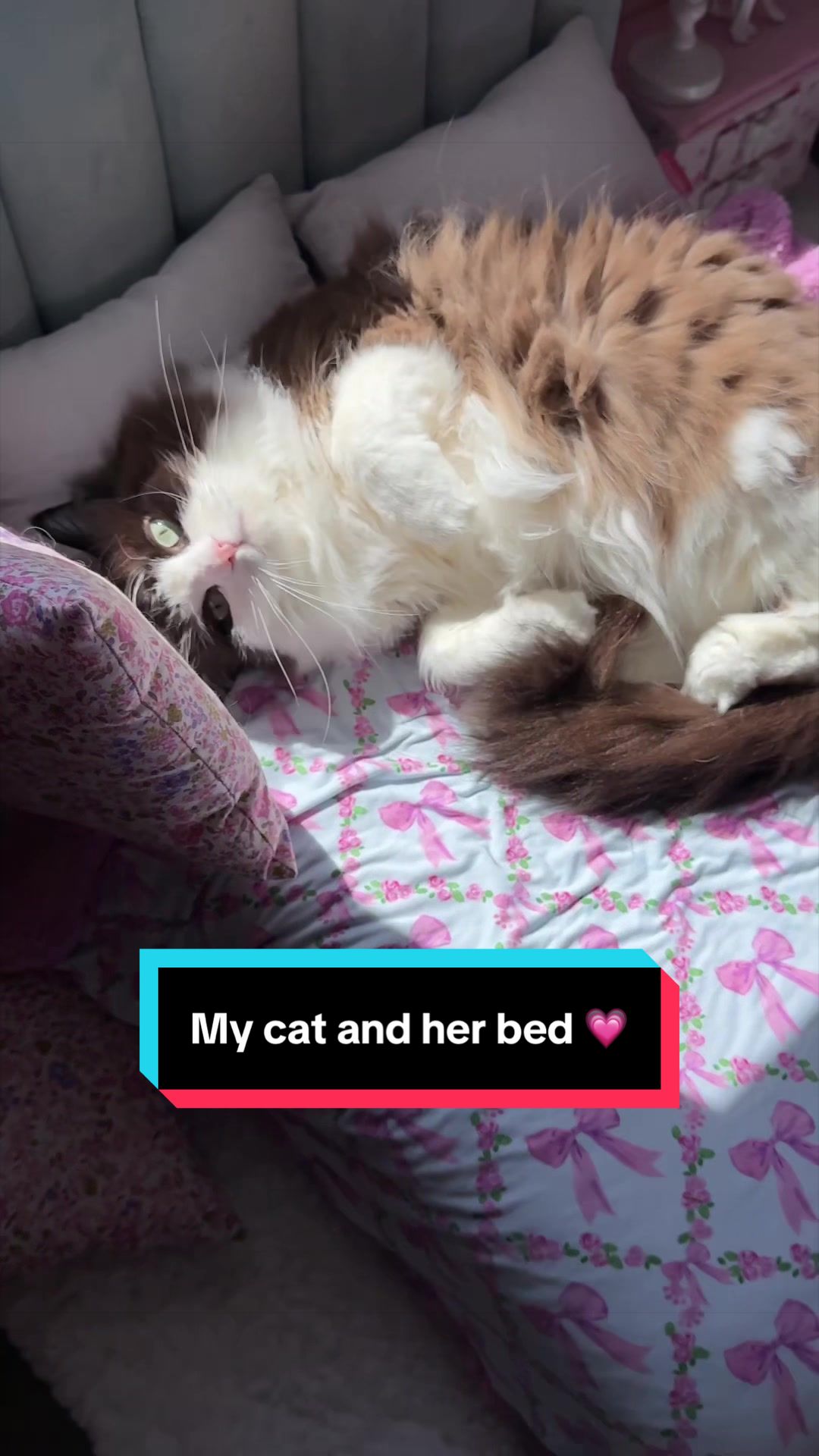 @Meredith Ragdoll Cat