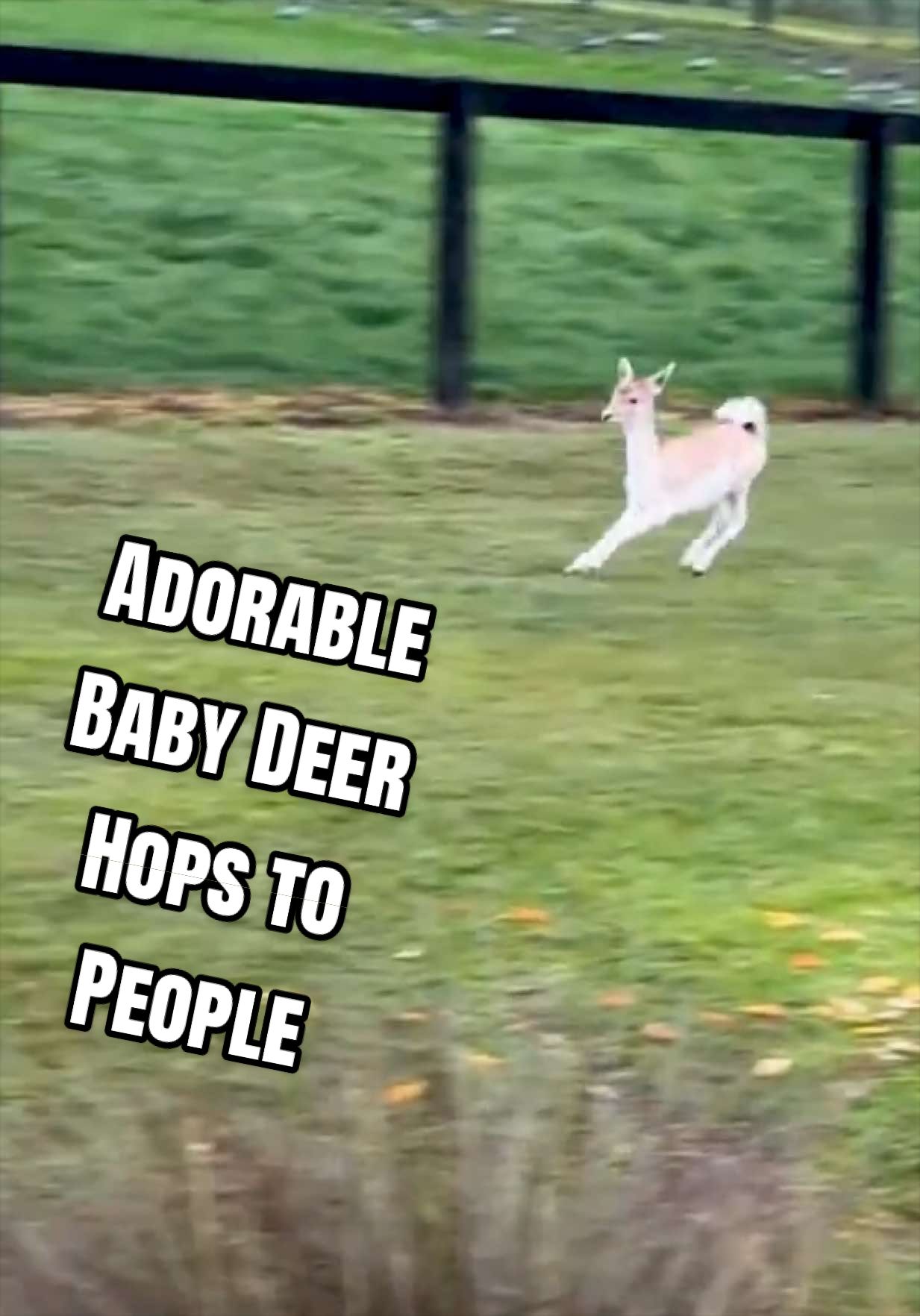 @The Pet Collective