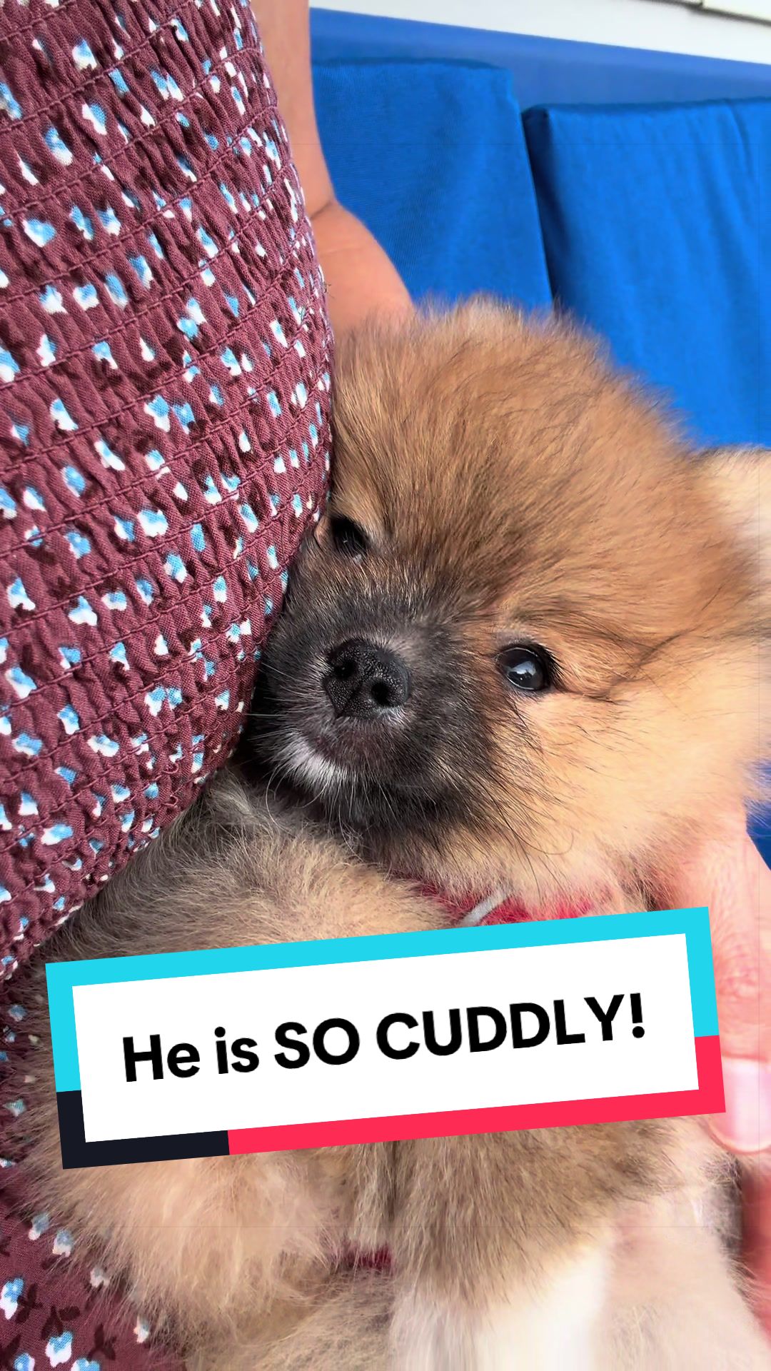 @blessedlittlepaw