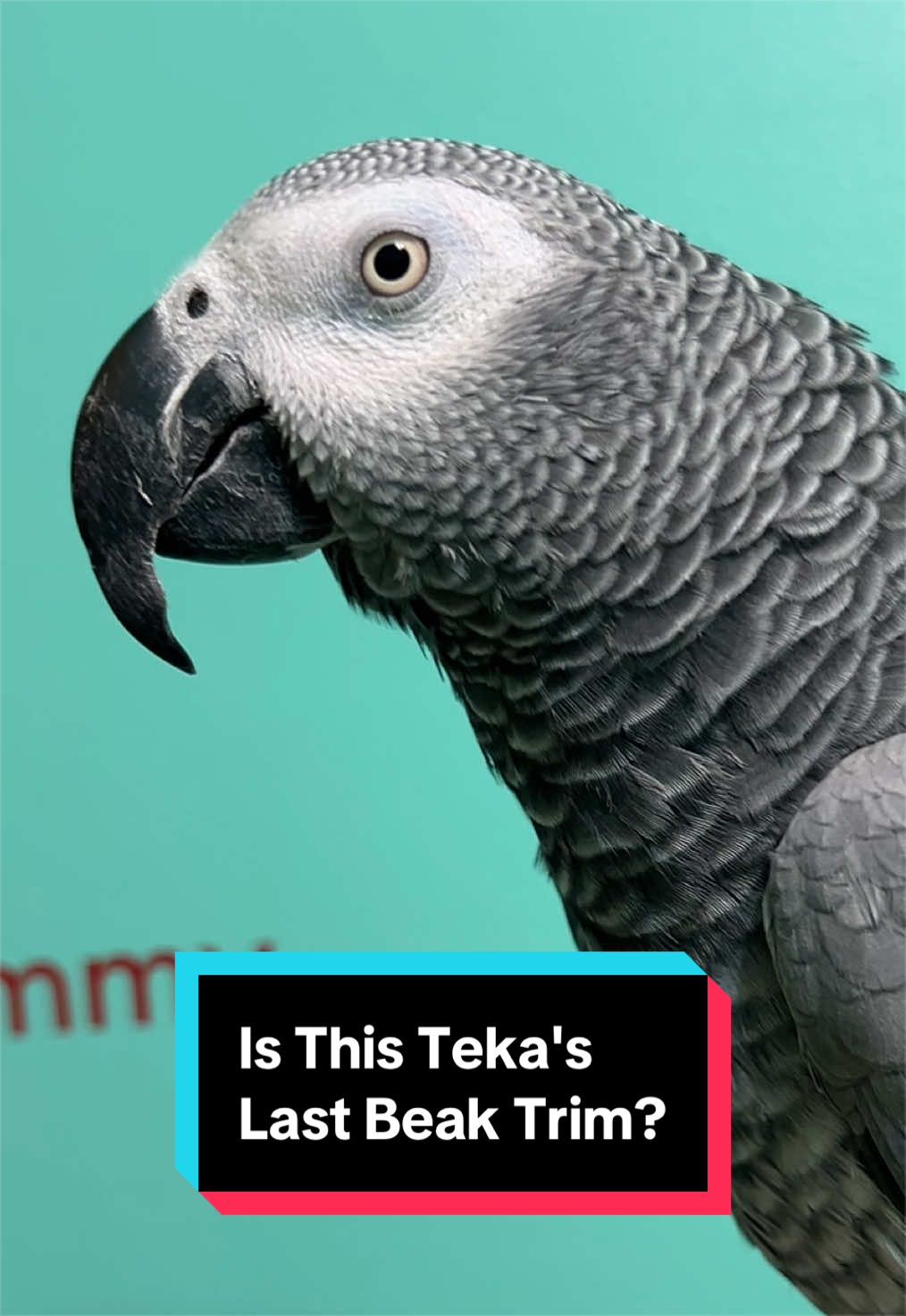 @💙💛Geckoemmy🦜