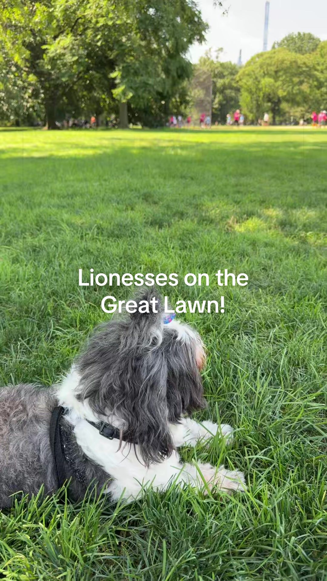 @luluandlola