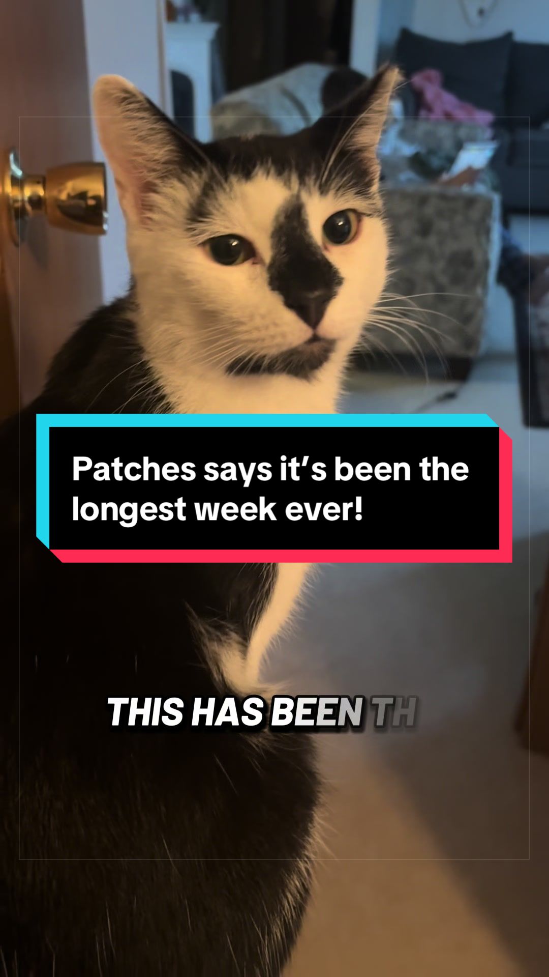 @catlover313official