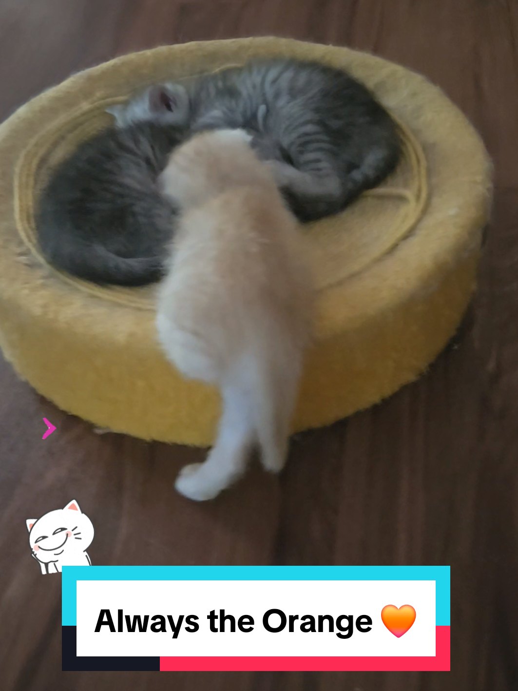 @Brittany Beauties Kittens