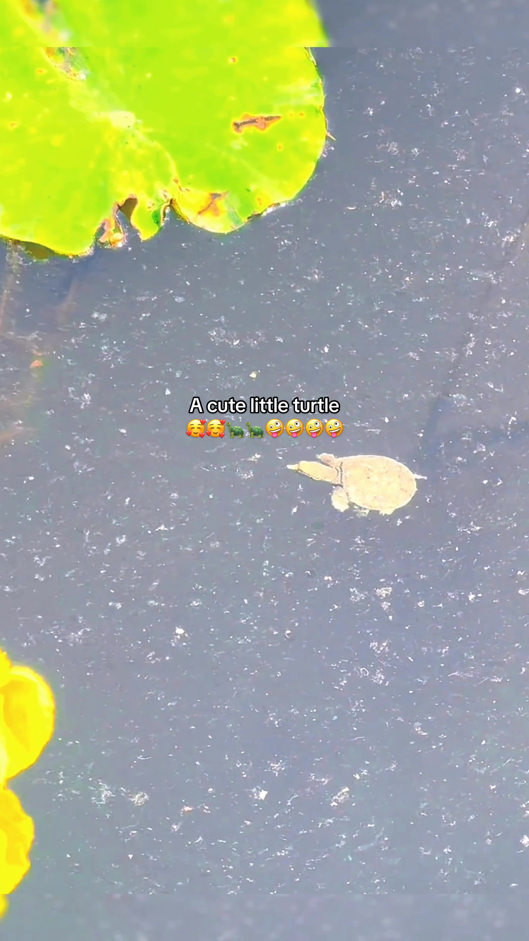 @Mr. Turtle
