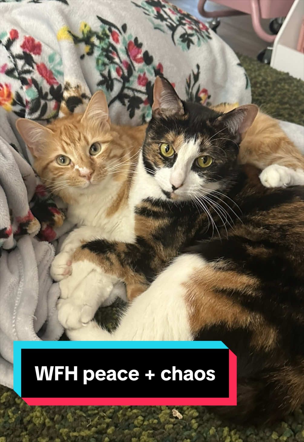 @meloncreamcat