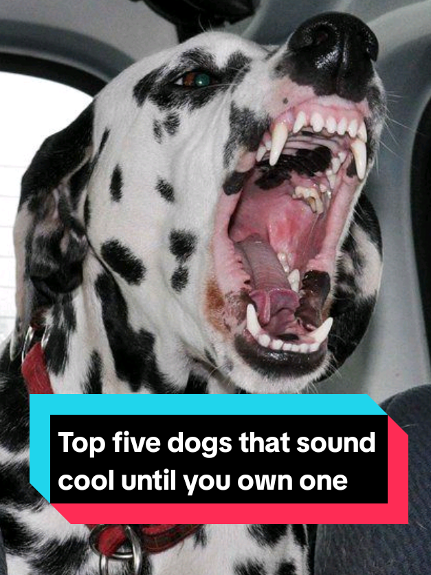 @The pet post