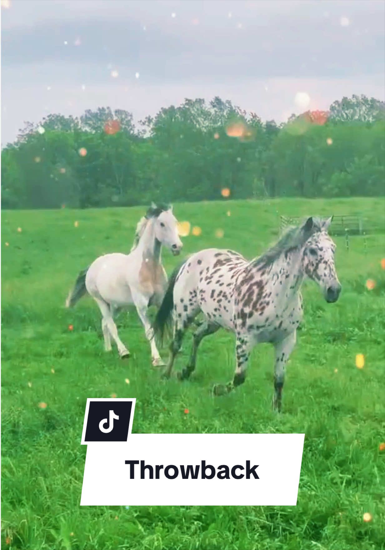 @Free Spirit Equestrian