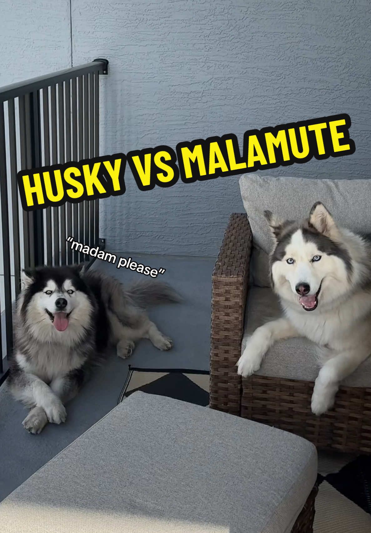 @Winnie & Wookie🐾