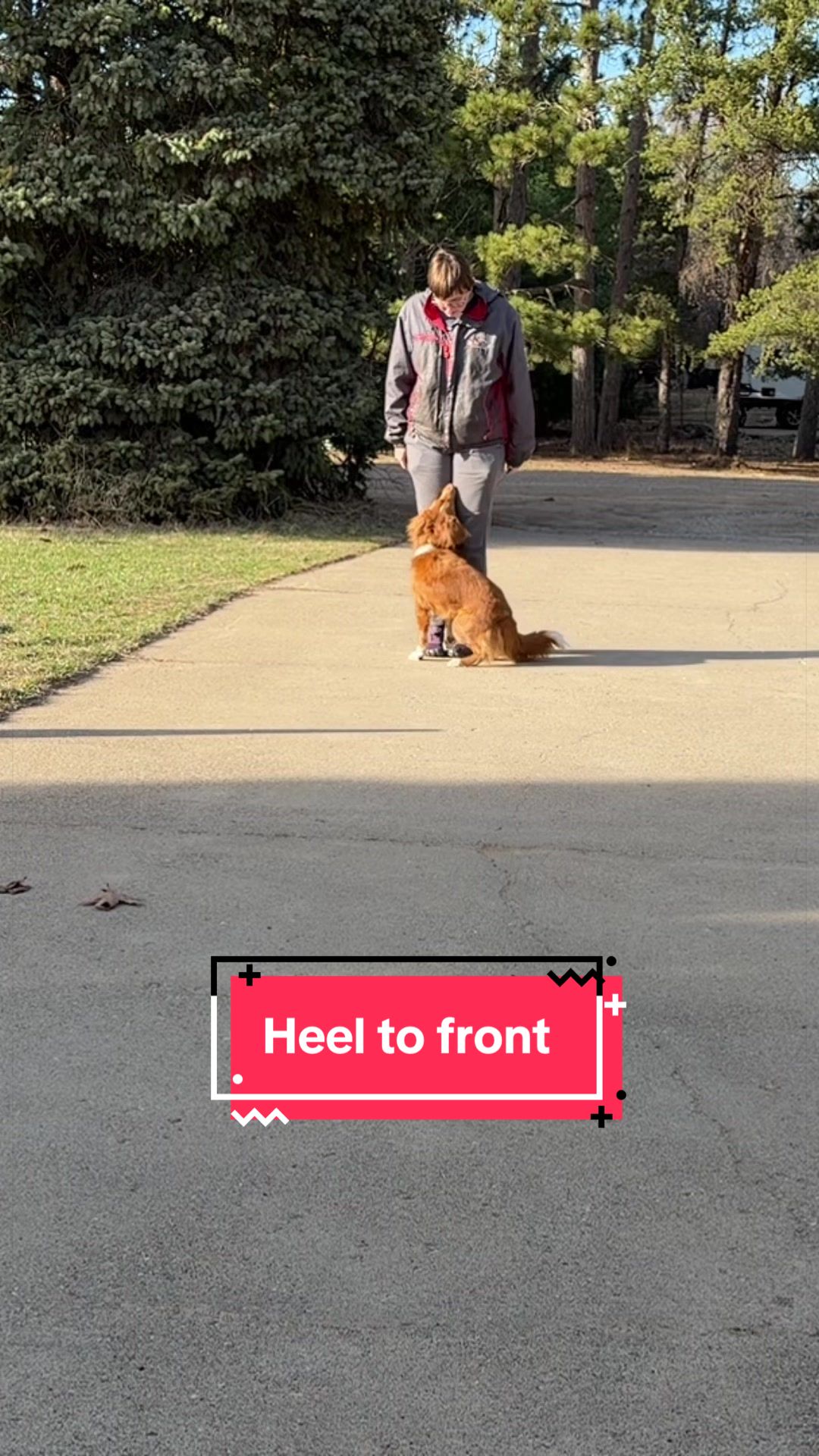 @Laura Waudby - Dog Sports