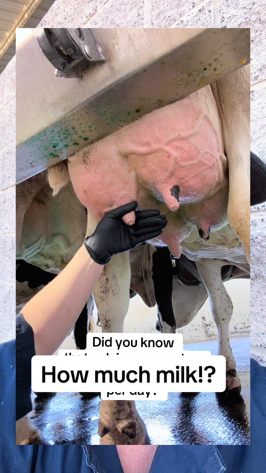 @Dairy Vet Dr. Michelle