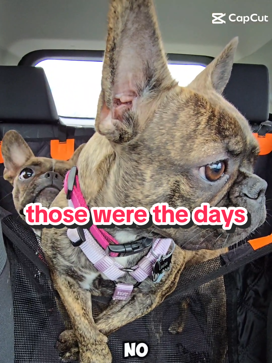 @JBear w/ Thelma and Louise🐾🐾