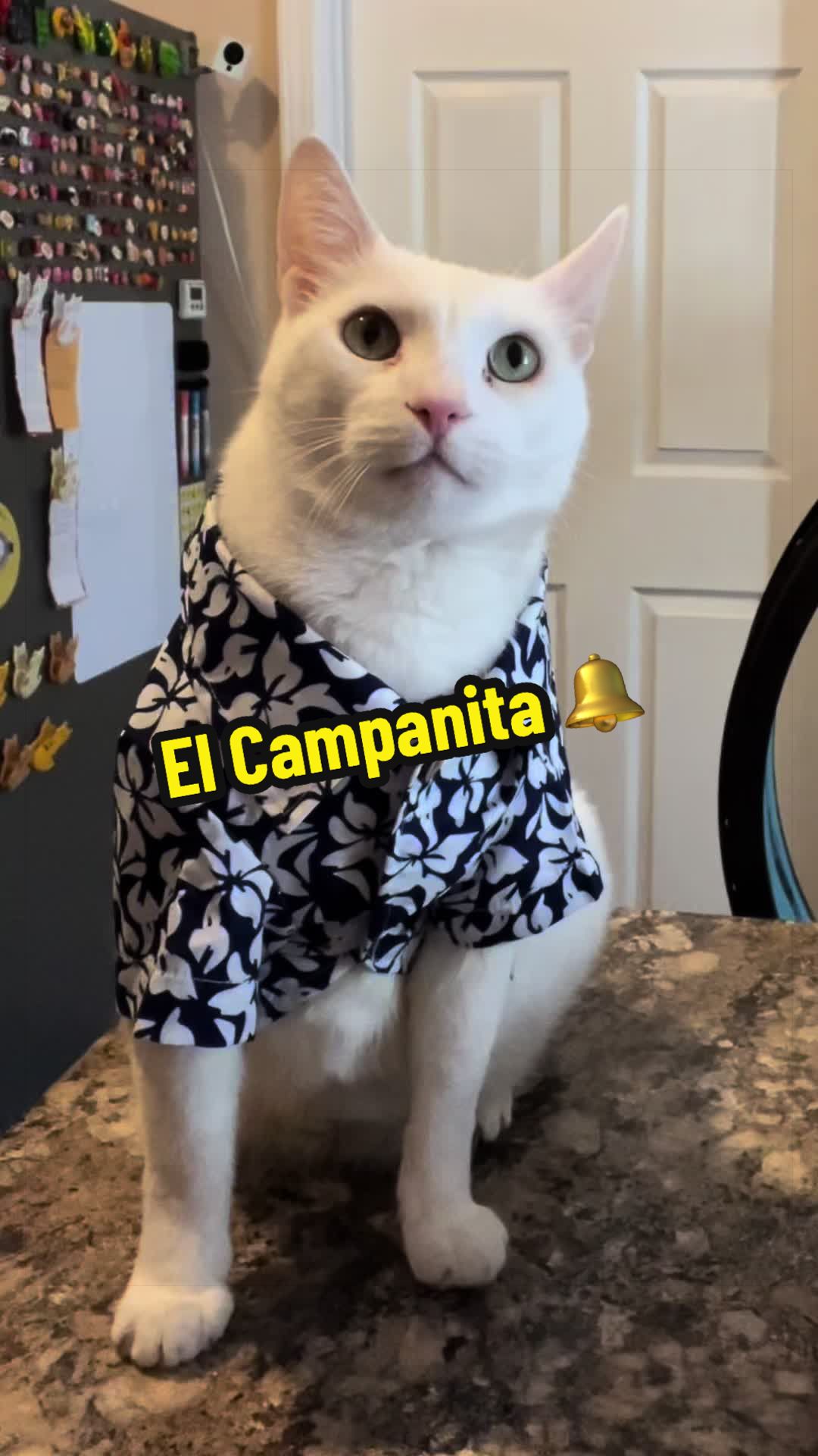 @🦖 MEOWassic CAT😺
