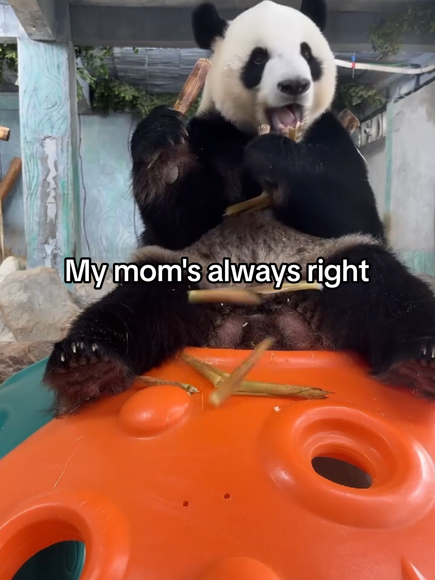 @PandaHut