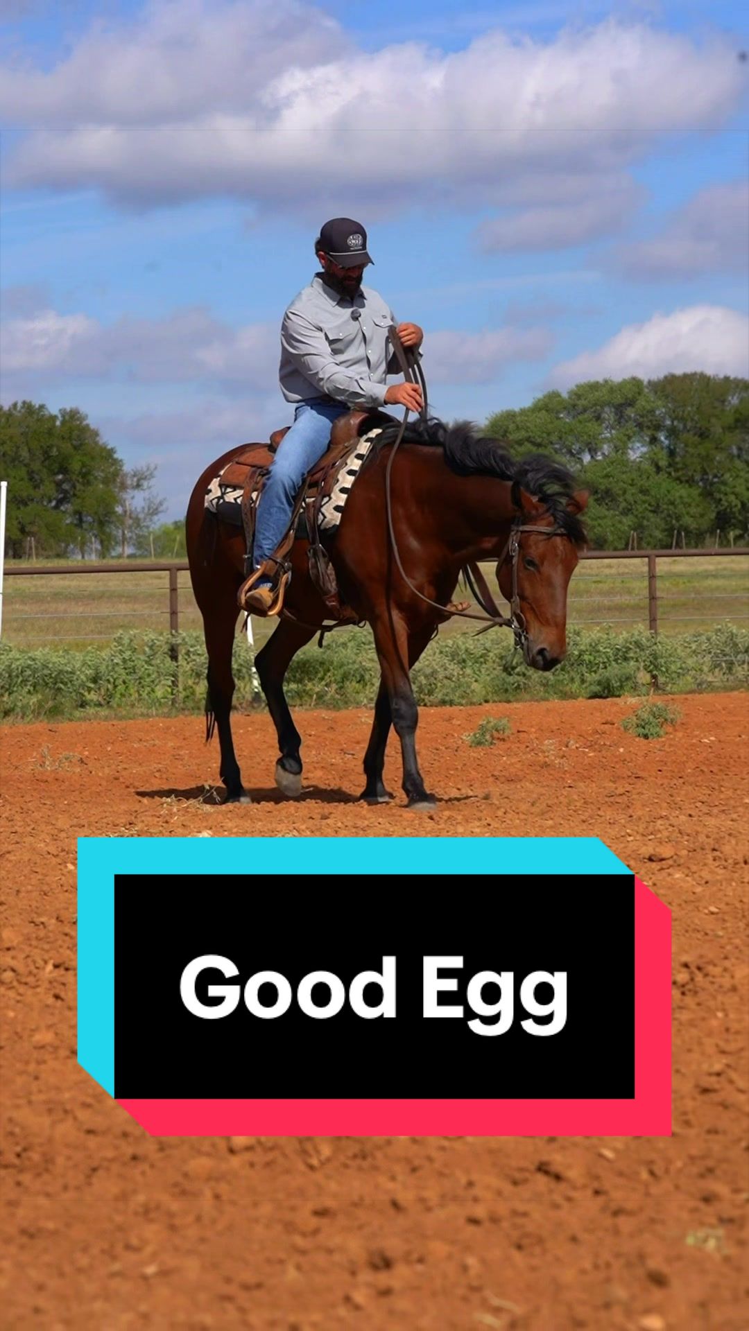 @WS Horses